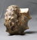 Outstanding Knoby Ammonite : Mammites Nodosoides - 8