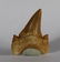 Perfect Shark Tooth : Otodus Obliquus