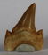 Perfect Shark Tooth : Otodus Obliquus - 2