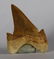 Perfect Shark Tooth : Otodus Obliquus - 3