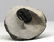 Fossil Trilobite : Diademaproetus Praecursor - 4