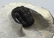 Fossil Trilobite : Diademaproetus Praecursor - 6
