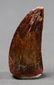 African T-rex Dinosaur Tooth : Carcharodontosaurus - 2