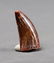African T-rex Dinosaur Tooth : Carcharodontosaurus - 3