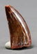 African T-rex Dinosaur Tooth : Carcharodontosaurus - 4