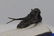 Long Spine Fossil Trilobite : Cyphaspis Eberhardiei - 9