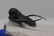 Long Spine Fossil Trilobite : Cyphaspis Eberhardiei - 12