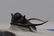 Long Spine Fossil Trilobite : Cyphaspis Eberhardiei - 13
