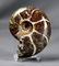 Breathtaking Ammonite : Desmoceras Latidorsatum