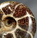 Breathtaking Ammonite : Desmoceras Latidorsatum - 2