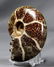 Breathtaking Ammonite : Desmoceras Latidorsatum - 3