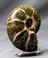Breathtaking Ammonite : Desmoceras Latidorsatum - 5