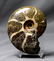 Breathtaking Ammonite : Desmoceras Latidorsatum - 6