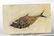 Outstanding Fossil Fish : Diplomystus Dentatus