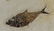 Outstanding Fossil Fish : Diplomystus Dentatus - 2