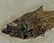 Outstanding Fossil Fish : Diplomystus Dentatus - 3
