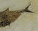 Outstanding Fossil Fish : Diplomystus Dentatus - 4