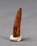 Dinosaur Tooth : Spinosaurus Aegypticus