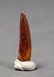 Dinosaur Tooth : Spinosaurus Aegypticus - 3