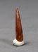 Dinosaur Tooth : Spinosaurus Aegypticus - 4