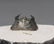 Fossil Trilobite : Harpes Perradiatus With Flying - 2
