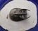 Fossil Trilobite : Harpes Perradiatus With Flying - 5
