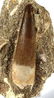Perfect Plesiosaur Tooth : Zarafasaurus Orientalis - 3
