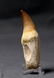 Huge Mosasaur Tooth : Prognatodon Anceps