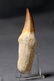 Huge Mosasaur Tooth : Prognatodon Anceps - 2