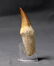 Huge Mosasaur Tooth : Prognatodon Anceps - 4
