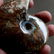 Natural Iridescent Ammonite : Aioloceras Besairiei