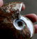 Natural Iridescent Ammonite : Aioloceras Besairiei - 2