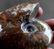 Natural Iridescent Ammonite : Aioloceras Besairiei - 3