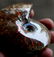 Natural Iridescent Ammonite : Aioloceras Besairiei - 4