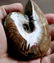 Natural Iridescent Ammonite : Aioloceras Besairiei - 7