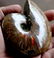 Natural Iridescent Ammonite : Aioloceras Besairiei - 8