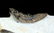 Rare Spiny Trilobite : Scabriscutellum Lahceni - 3