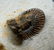 Rare Spiny Trilobite : Scabriscutellum Lahceni - 5