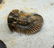 Rare Spiny Trilobite : Scabriscutellum Lahceni - 6