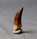 Outstanding Plesiosaur Tooth : Zarafasaurus Orientalis