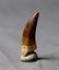 Outstanding Plesiosaur Tooth : Zarafasaurus Orientalis - 2