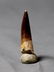 Outstanding Plesiosaur Tooth : Zarafasaurus Orientalis - 3