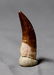 Outstanding Plesiosaur Tooth : Zarafasaurus Orientalis - 4