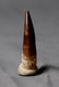 Outstanding Plesiosaur Tooth : Zarafasaurus Orientalis - 5