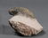 Fossil Trilobite Crotalocephalus Gibbus
