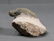 Fossil Trilobite Crotalocephalus Gibbus - 3