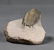 Fossil Trilobite Crotalocephalus Gibbus - 4