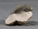 Fossil Trilobite Crotalocephalus Gibbus - 5
