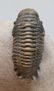 Fossil Trilobite Crotalocephalus Gibbus - 6