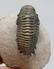 Fossil Trilobite Crotalocephalus Gibbus - 7